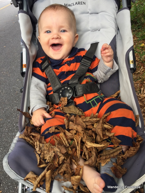 Baby's first taste of fall.  