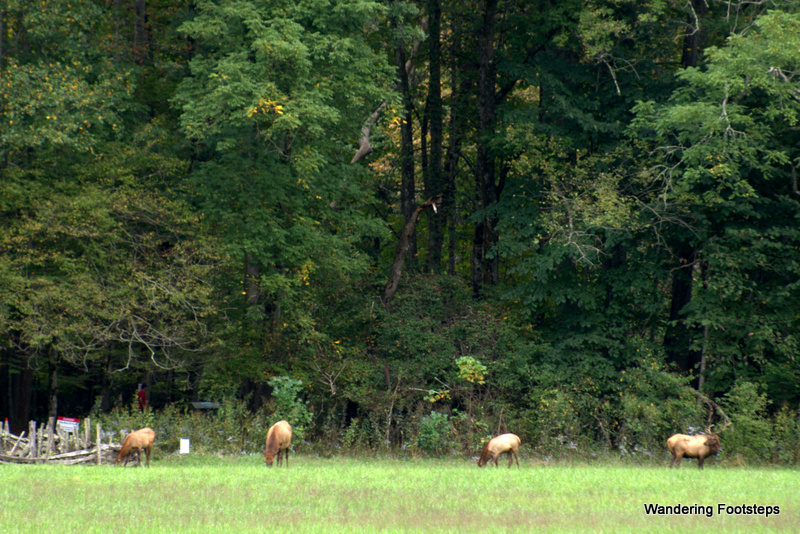 We caught sight of some elk early on in the Smokies, but this was as close as we got to any wildlife during our stay.