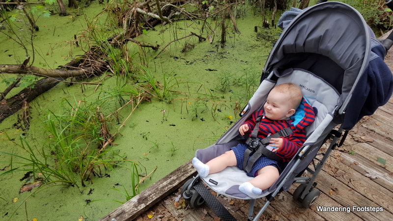 A swamp walk!
