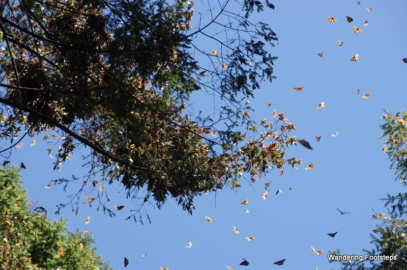 The Mariposa (monarch butterfly) Sanctuary
