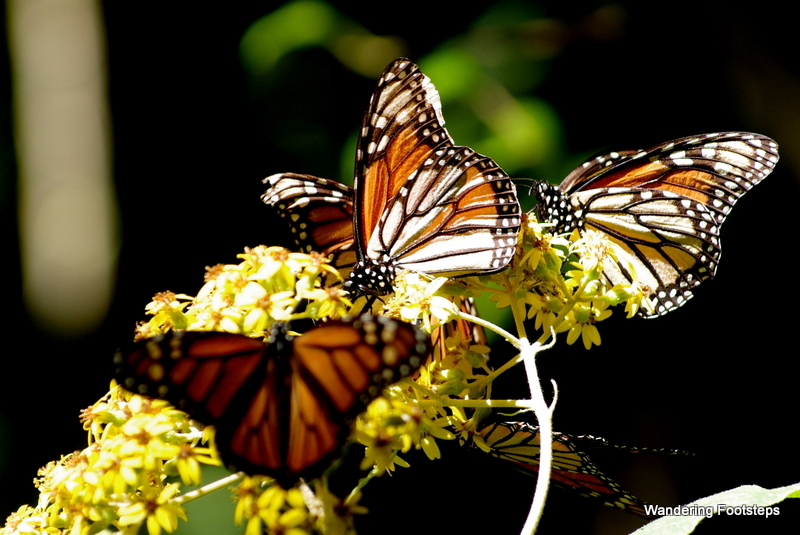 Monarch butterflies enjoying the sun after a long trip from Canada.