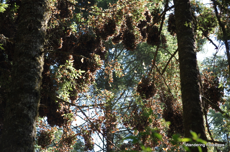 Those things that love like hives in the trees?  Yeah, those are thousands of monarchs!